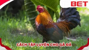 Cách huấn luyện gà đá bài bản