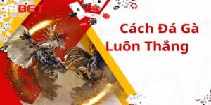 Tổng hợp các cách đá gà mạng luôn thắng